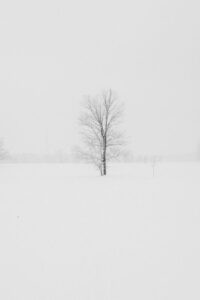 A tree in the middle of a snowy field.